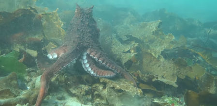Humphreys y un grupo de amigos se adentraron en las aguas del mar de Salish, frente a la costa oriental de la isla de Vancouver.