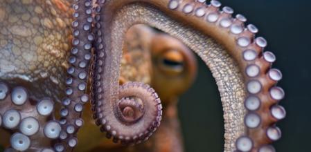 Los pulpos tienen un sistema nervioso complejo y radicalmente diferente al de los vertebrados  .