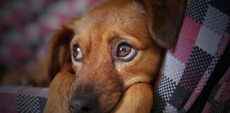 La thelazia es un parásito similar a un gusano que infecta los ojos de perros y gatos.