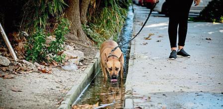 FOTO ALEX GARCIA SEQUIA. UNA TUBERIA DE LA RIERA DE CANYET DE BADALONA PIERDE AGUA DESDE HACE AÑOS 2022/11/25