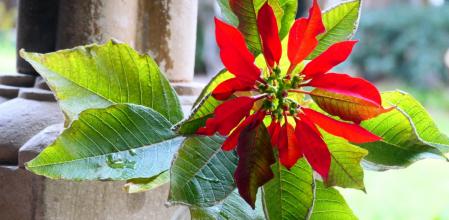 Poinsettia en el monasterio de Pedralbes.