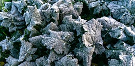 Helada en los alrededores de Manlleu.