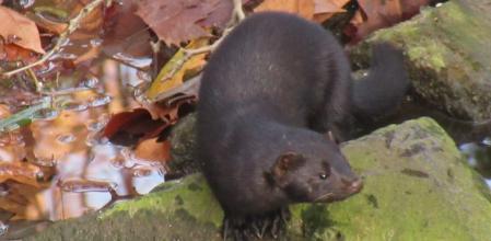 Visón americano en el Fluvià.
