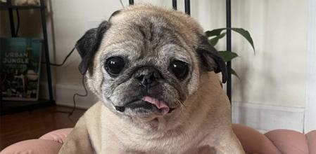 Noodle ya estaba muy delicado de salud