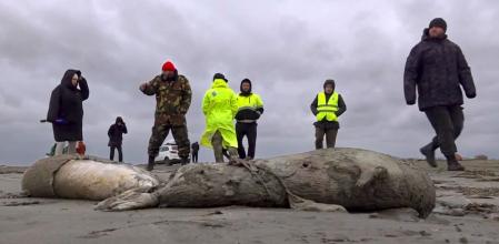Cuerpos de focas del Caspio localizadas el domingo 4 de diciembre en Daguestán  .