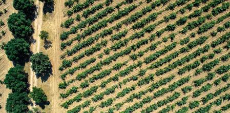 La orografía aporta de forma natural al paraje todos los beneficios que la viticultura moderna busca con el emparrado