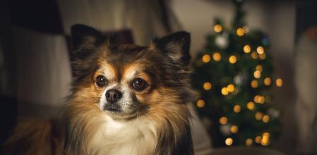 No caigas en el error de darle sobras de vuestra comida, pues podría ser tóxica para tu perro.