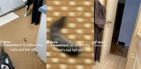 Explica cómo su gato perdió la cola y la historia se hace viral con más de 25 millones de visitas
