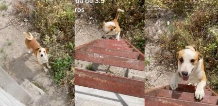 El animal sube por la escalera mientras su dueño le anima