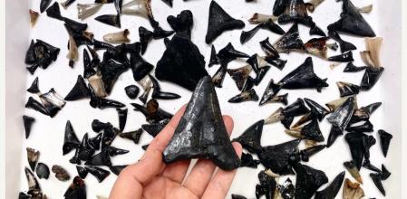 Uno de los dientes de un ancestro del megalodón, encontrado en la expedición del 'RV Invastigator'   .