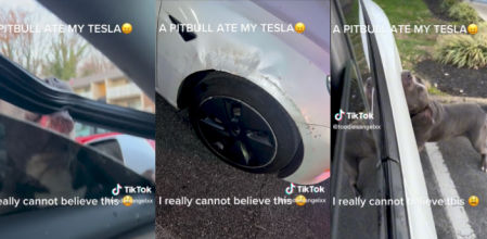 Así es como un perro destroza por completo un Tesla: “Parece un juguete para morder”