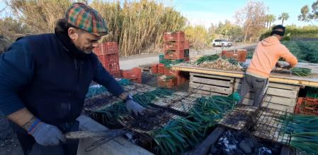 Empieza la temporada de calçots en Gavà.