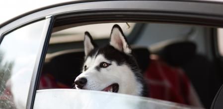Muchas familias viajan con su mascota en coche durante sus vacaciones&nbsp;