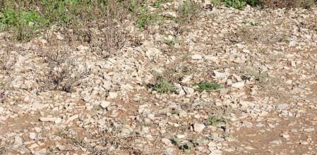 Reto visual: ¿Dónde está la mariposa?