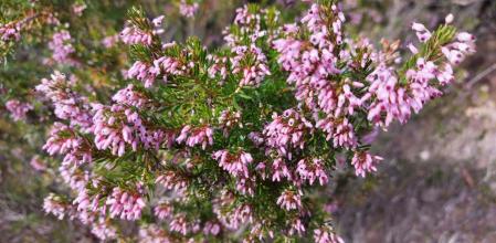 Brezo florecido bajo la montaña de Sant Llorenç del Munt.
