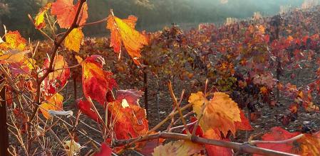 Viñedo en el pueblo de L'Avello, en la comarca de Anoia, Barcelona.