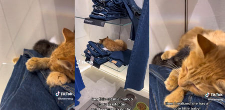 El sorprendente motivo que explica por qué hay una gata viviendo dentro de una tienda de Mango en Estambul