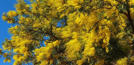 Mimosa luciendo en enero en Matadepera.