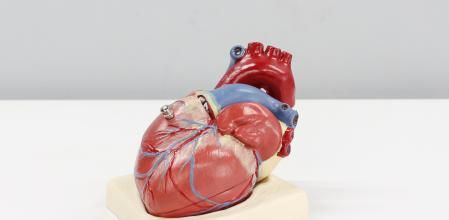 Maqueta de un corazón