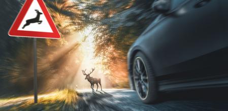 ¿Qué hacer si tienes un accidente con un animal?