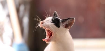 La llegada de una nueva mascota a la familia o una mudanza pueden poner nervioso a tu minino.