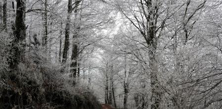 Cencellada en el Cabrerès.