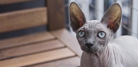 Los gatos sin pelo segregan más grasa para proteger su piel, por lo que hay que bañarlos periódicamente.