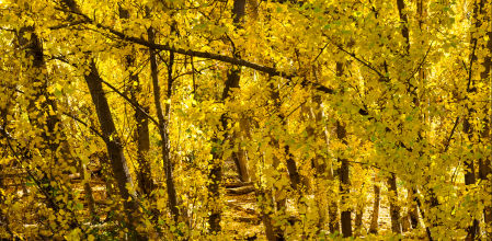 Bosque encantado de Lugros.