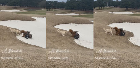 “Eso es amistad”, La tierna imagen de un perro ayudando a otro en silla de ruedas atascado en la arena