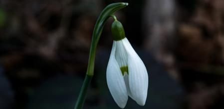 Lirios de nieve en detalle.