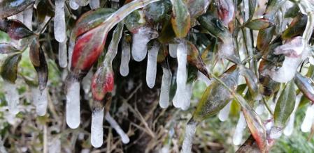 Planta de hielo en el Tarròs.