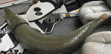 Pejelagarto narigudo