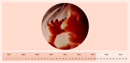 El sistema digestivo del feto, su sentido del gusto y el oído evolucionan notablemente en esta etapa.