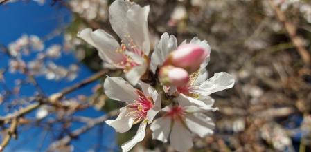 La flor del almendro, en Viladecavalls.