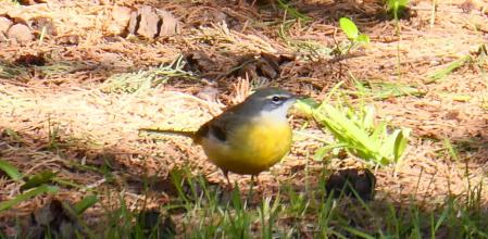 La lavandera cascadeña.