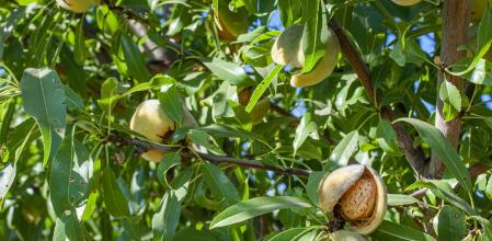 Los precios de la almendra descienden sin remedio 

Taken in the San Joaquin Valley, California .USA