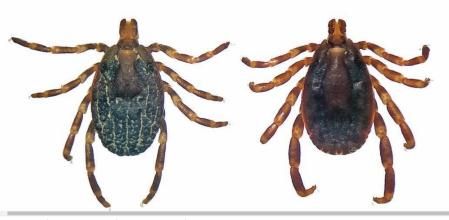 Ejemplares hembra y macho de la garrapata 'H.lusitanicum', detectada recientemente en 30 municipios del área de Barcelona  .   .