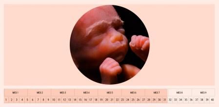 El sistema respiratorio del bebé está ya muy maduro, fundamental para que respire por sí solo cuando nazca.