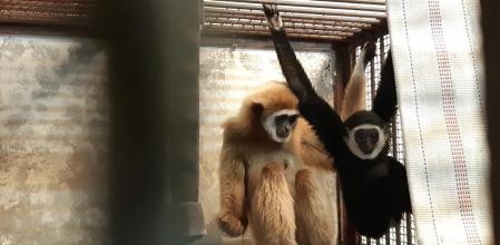 Resuelto el misterio de la mona que se quedó embarazada viviendo sola durante años en un zoo