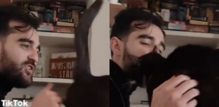 El gato flamenco en acción