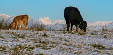 Paisaje blanco en la meseta del Lluçanès.