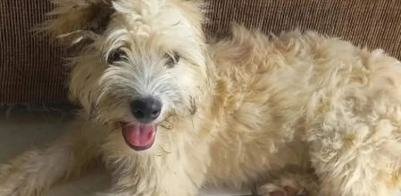 Mel, la perrita de 7 meses que llegó adentro del sofá. Foto: Instagram FRADA