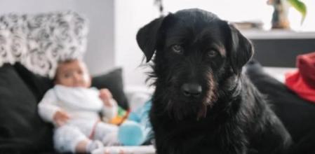 Todo lo que hay que tener en cuenta si tu perro tiene parásitos.