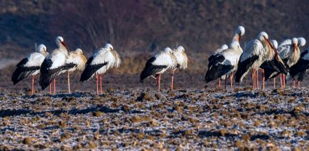 Cigüeñas en un campo helado en Vic.