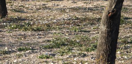 Reto visual: ¿Cuántos pájaros eres capaz de ver?