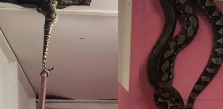 Medían 5 metros y pesaban 32 y 25 kilos