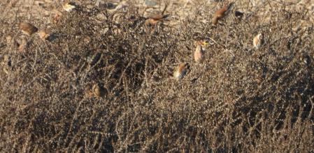 Reto visual: ¿Cuáles son los jilgueros y cuáles los pinzones vulgares?