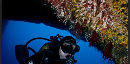 Mortalidad en corales rojos observada en el estudio de los efectos de las olas de calor  .
