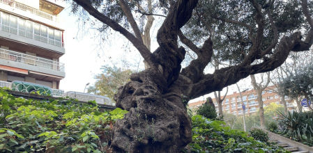 Olivo plantado en la zona del antiguo campo del Barça en Les Corts.