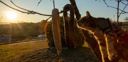 Un gato se acerca a la butifarra de huevo, colgada de la rama de un árbol.